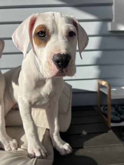 Chandler - Mastiff