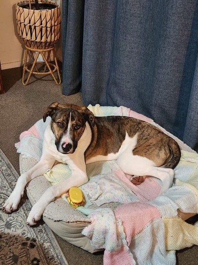 Gus - Large Cross Breed