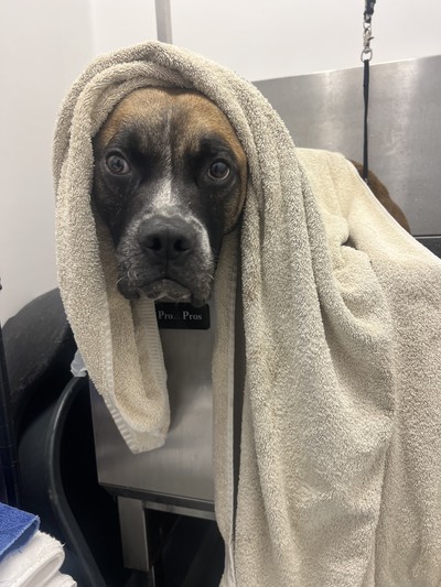 Romeo - Mastiff