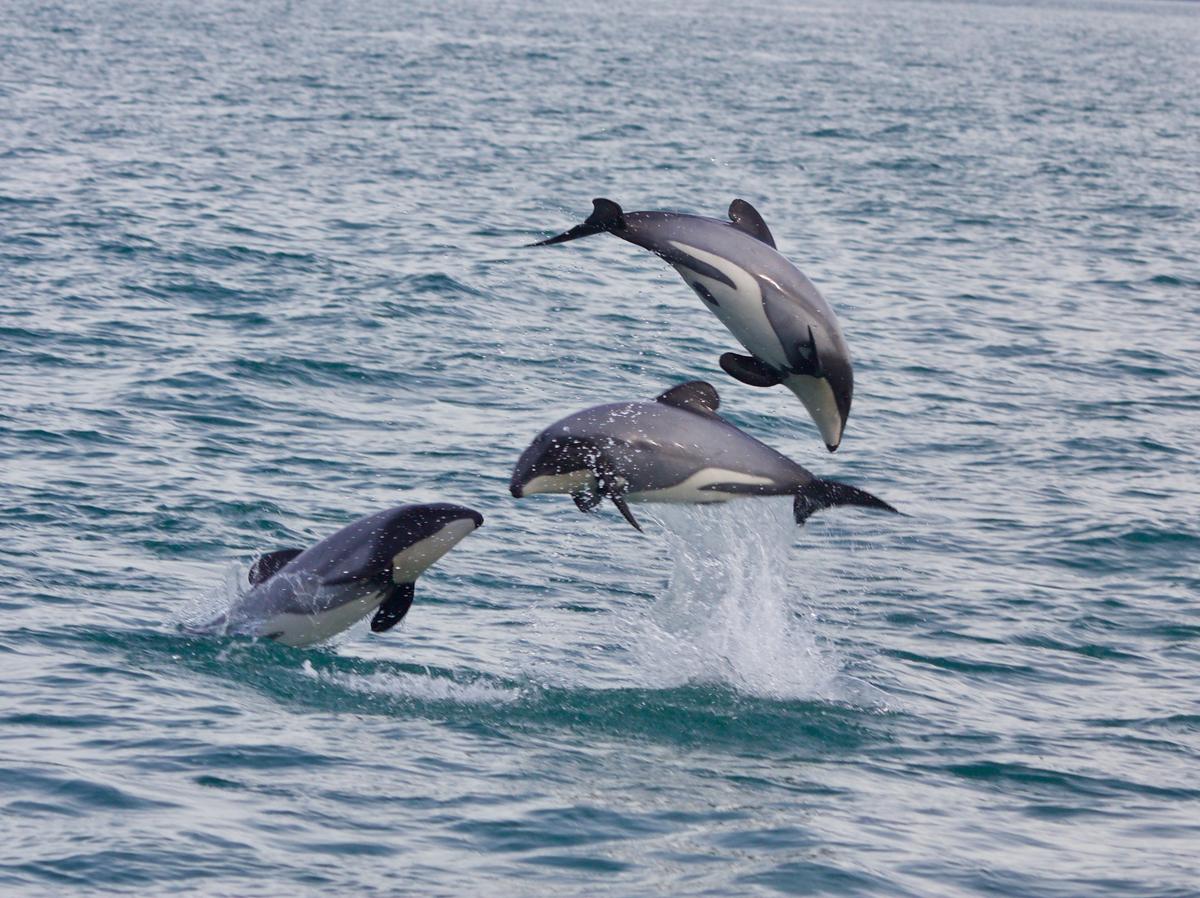What happens at sea shouldn't be hidden: SPCA welcomes Fisheries Bill delay 