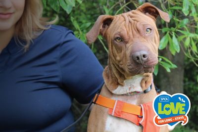 Love for Long-stays : SPCA launches campaign for its long stay animals across New Zealand 