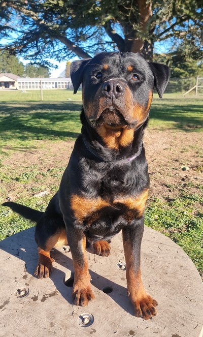Arjun - Rottweiler