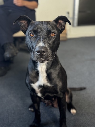 Aroha  - Medium Cross Breed