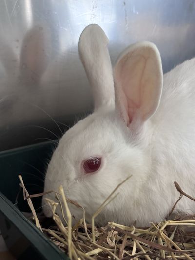 Peter Rabbit