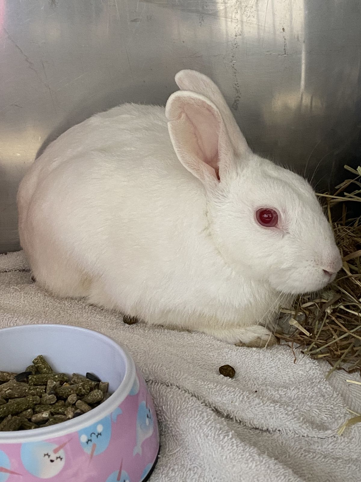 Gallery image: Peter Rabbit