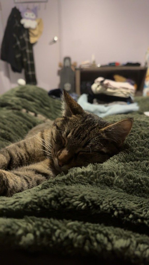 Gallery image: Baked Beans