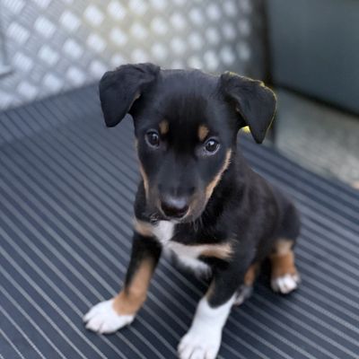Kipper