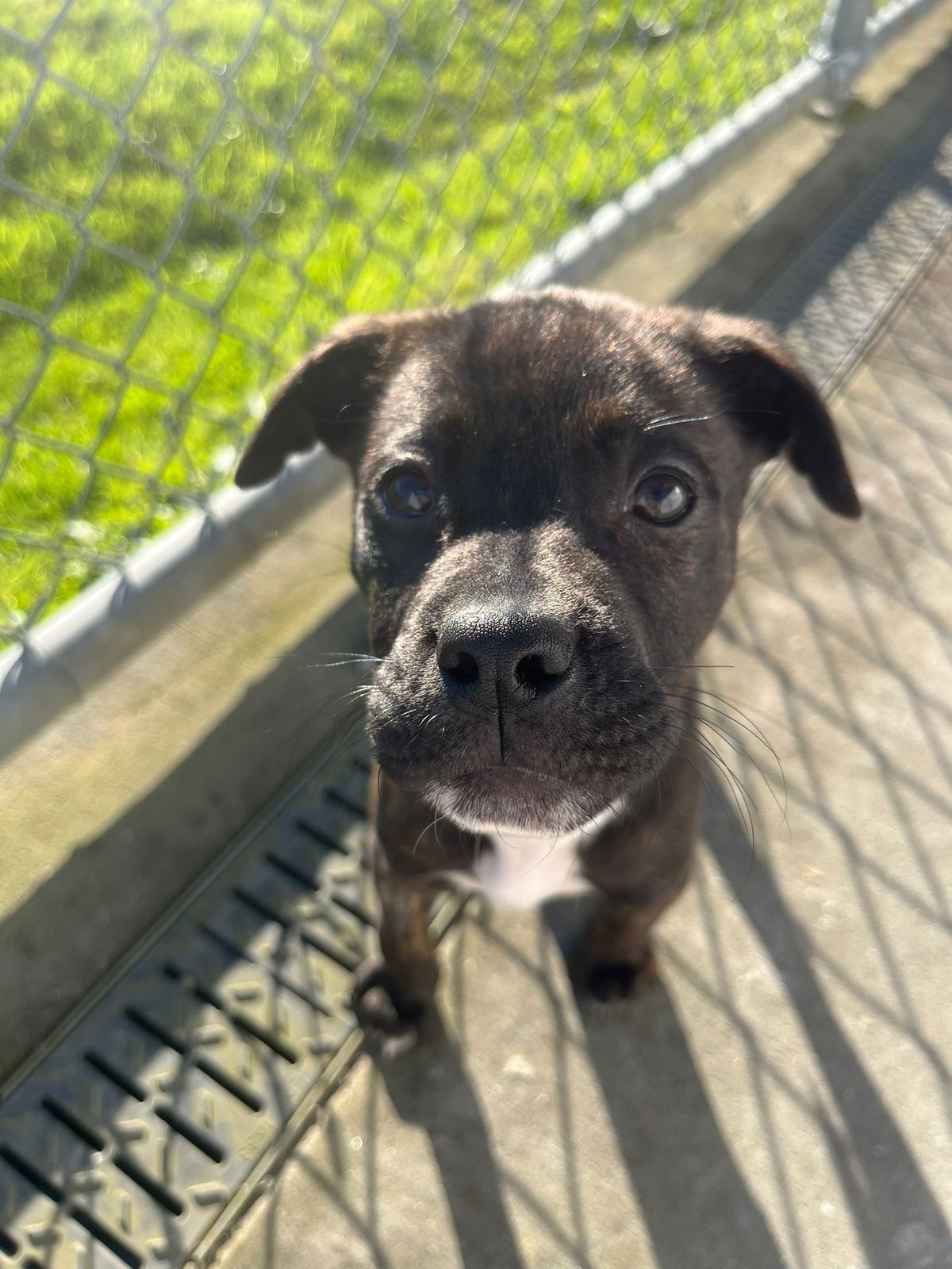 Gallery image: Meatball