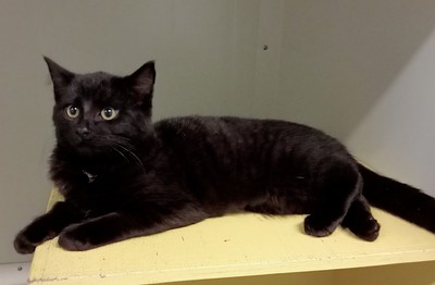 Tinker - Domestic Medium Hair