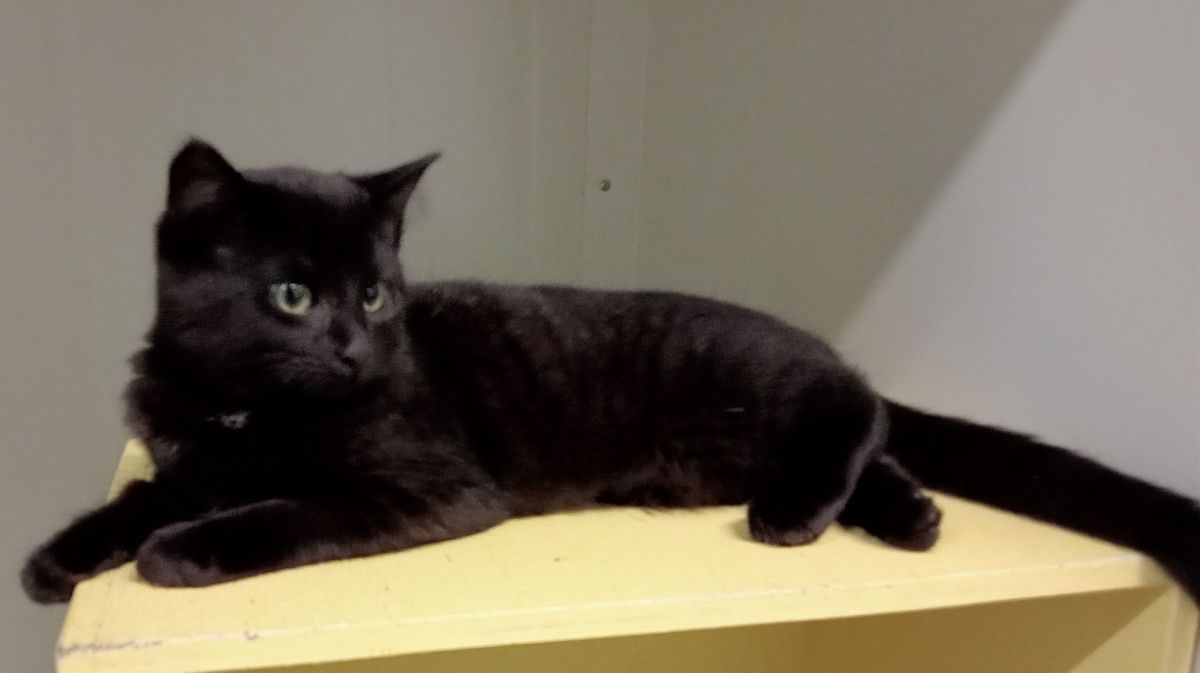 Gallery image: Tinker