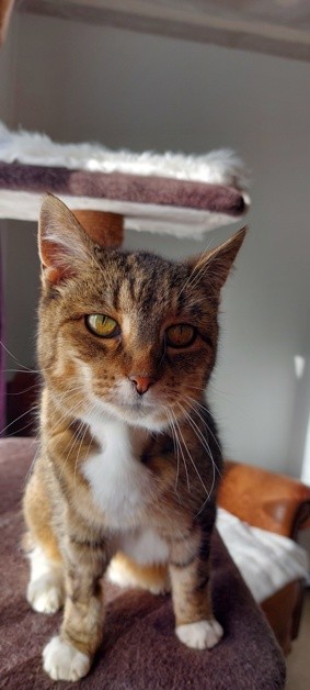 Pebbles - Domestic Short Hair