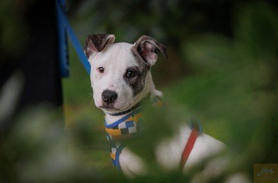 Phasma - American Staffy