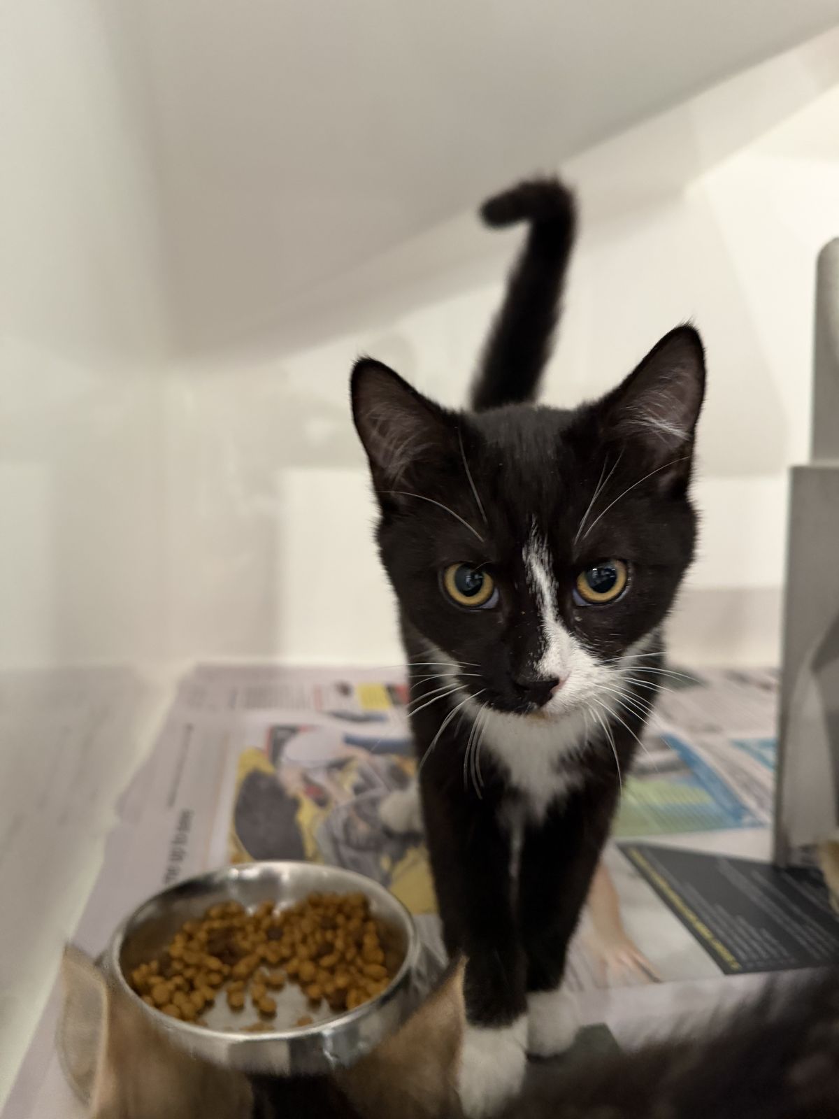 Gallery image: Oreo