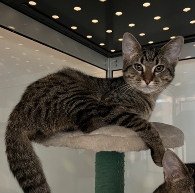 Derik - Domestic Short Hair