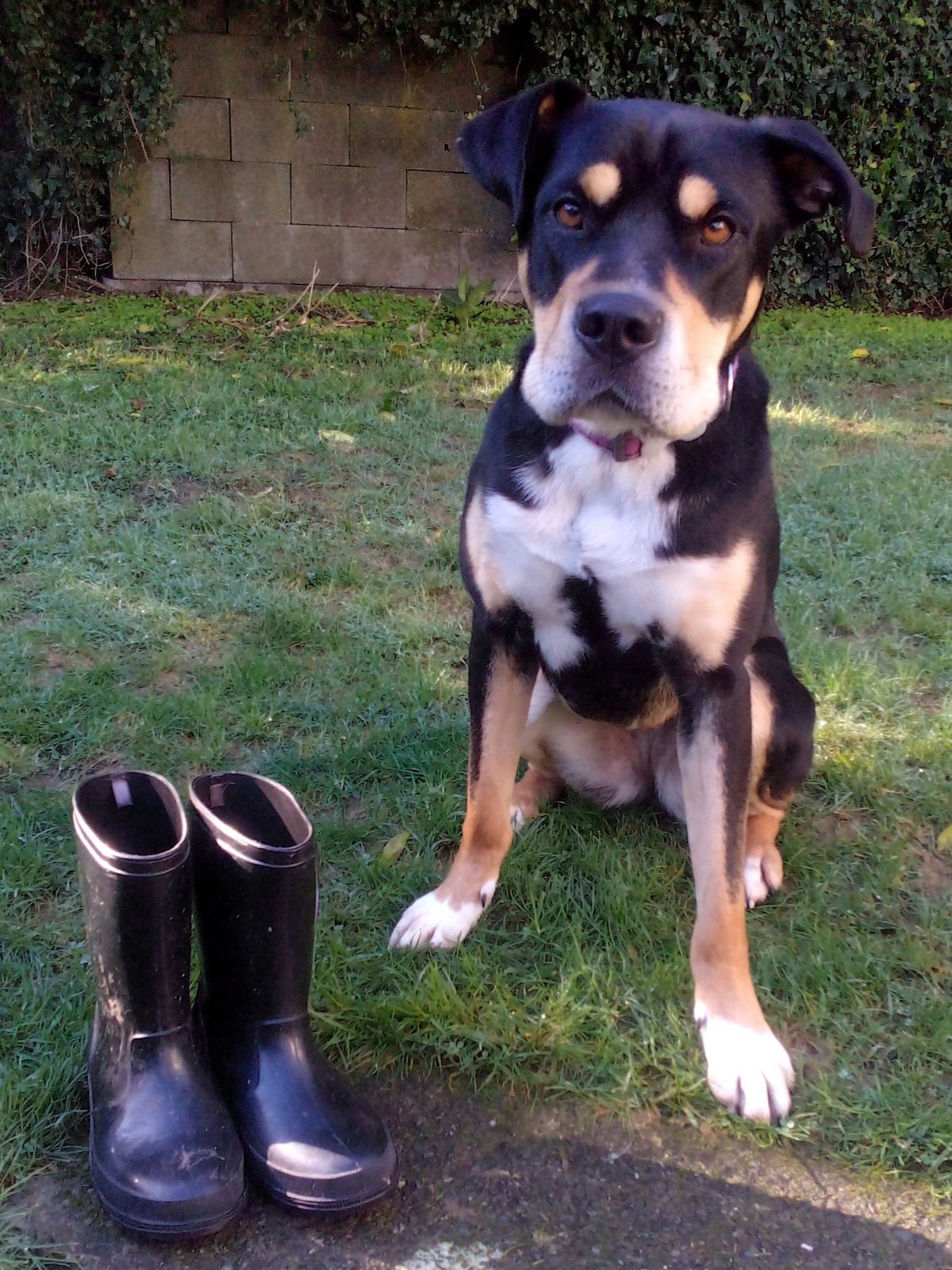 Gallery image: Gumboots