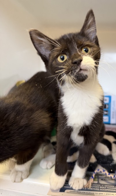 Rhiannon - Domestic Short Hair