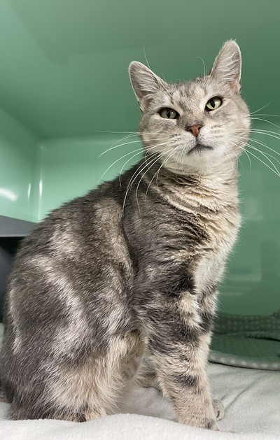 Lady Bug - Domestic Short Hair