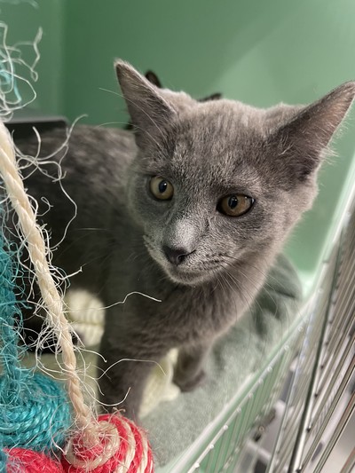 Dusk - Domestic Short Hair