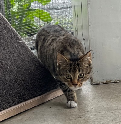 Hunter - Domestic Short Hair
