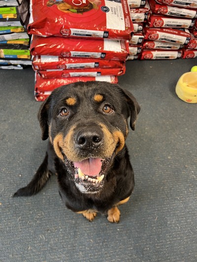 Taz - Rottweiler