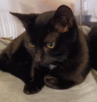 Onyx