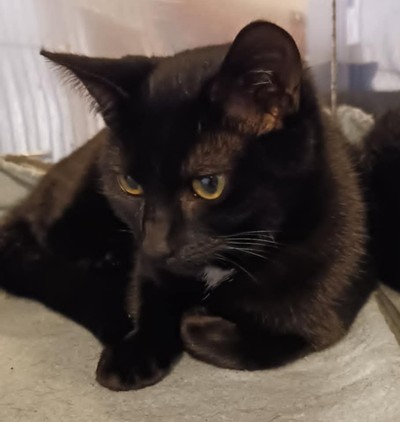Onyx - Domestic Short Hair