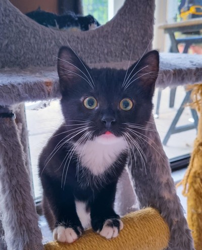 Kidi - Domestic Short Hair