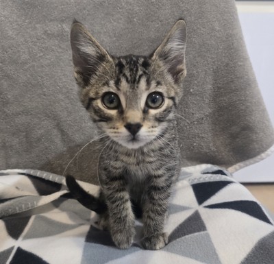 Gideon - Domestic Short Hair