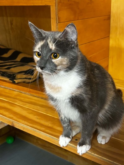 Monkey - Domestic Short Hair