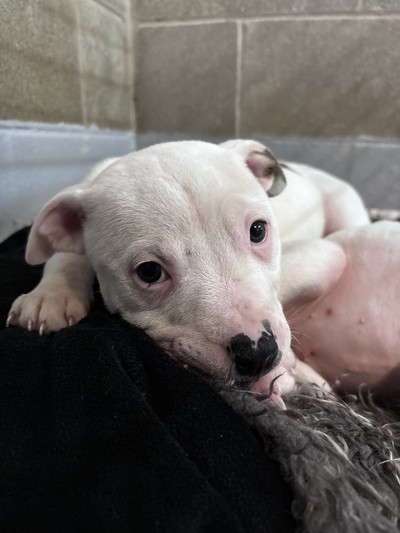 Chip - Staffy