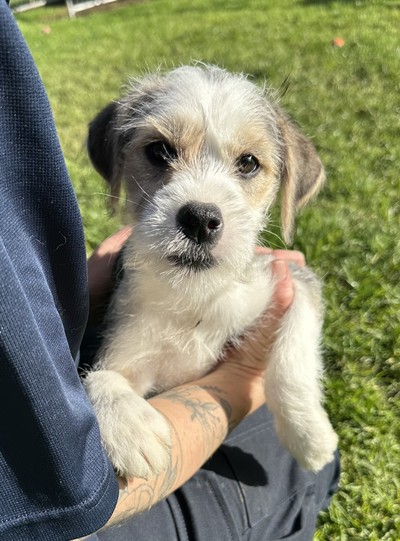 Opal - Medium Cross Breed