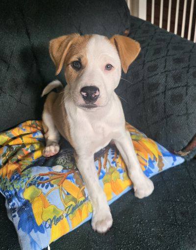 Odie