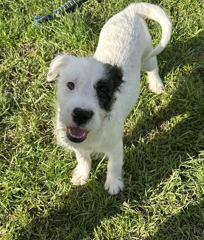 Oreo