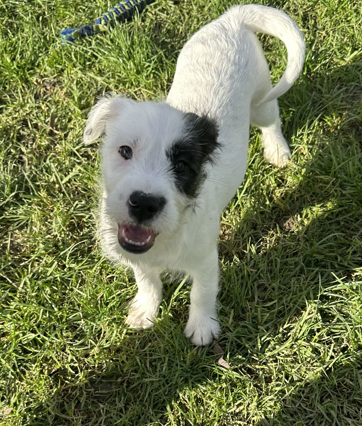 Gallery image: Oreo