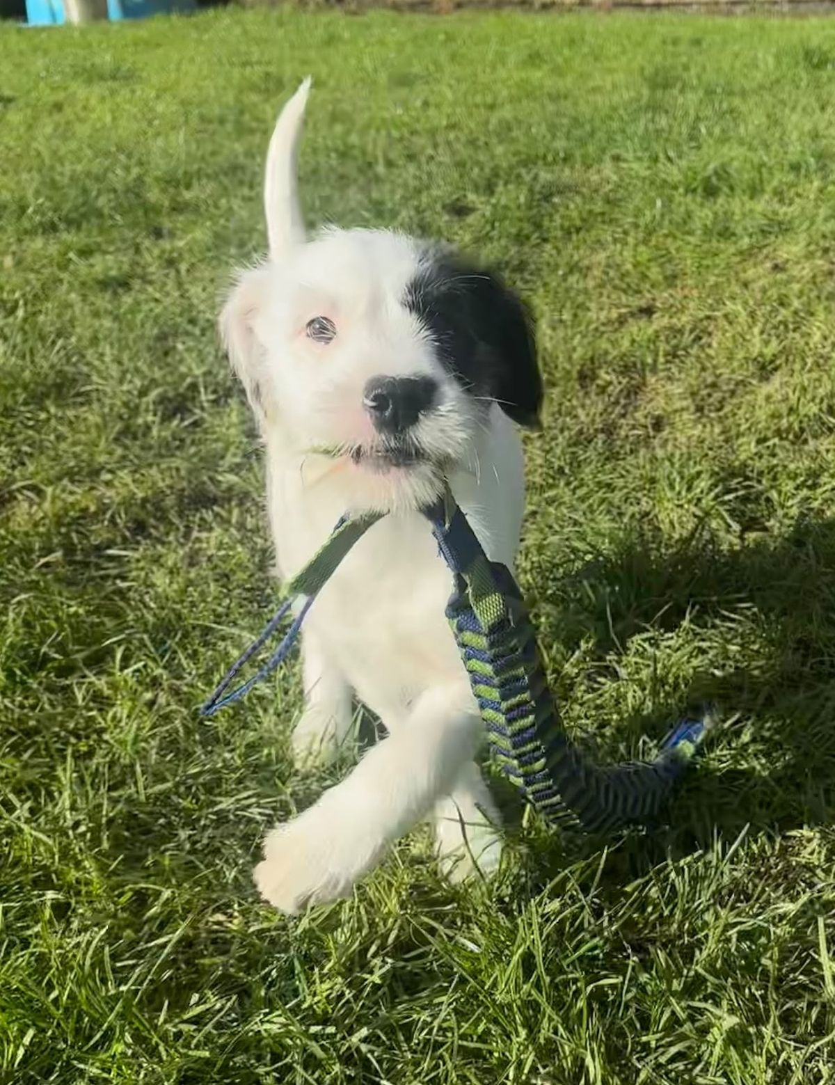 Gallery image: Oreo