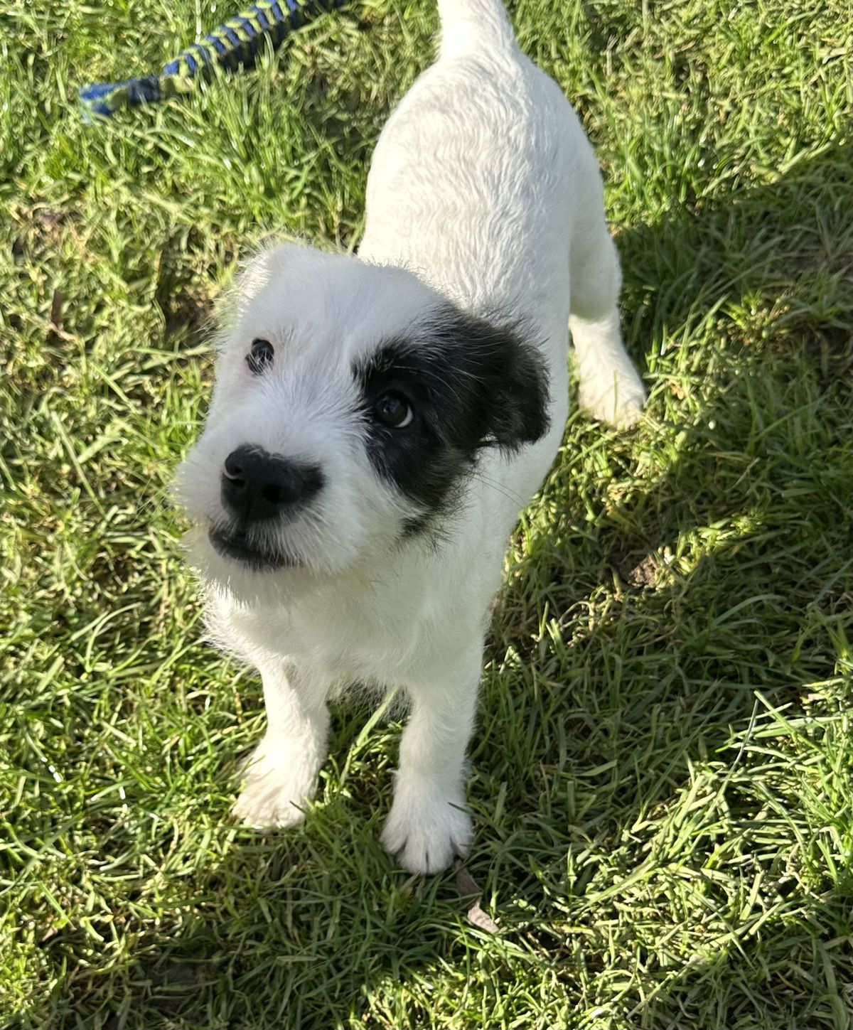 Gallery image: Oreo