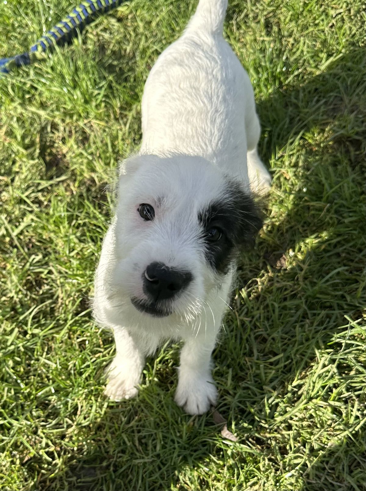 Gallery image: Oreo