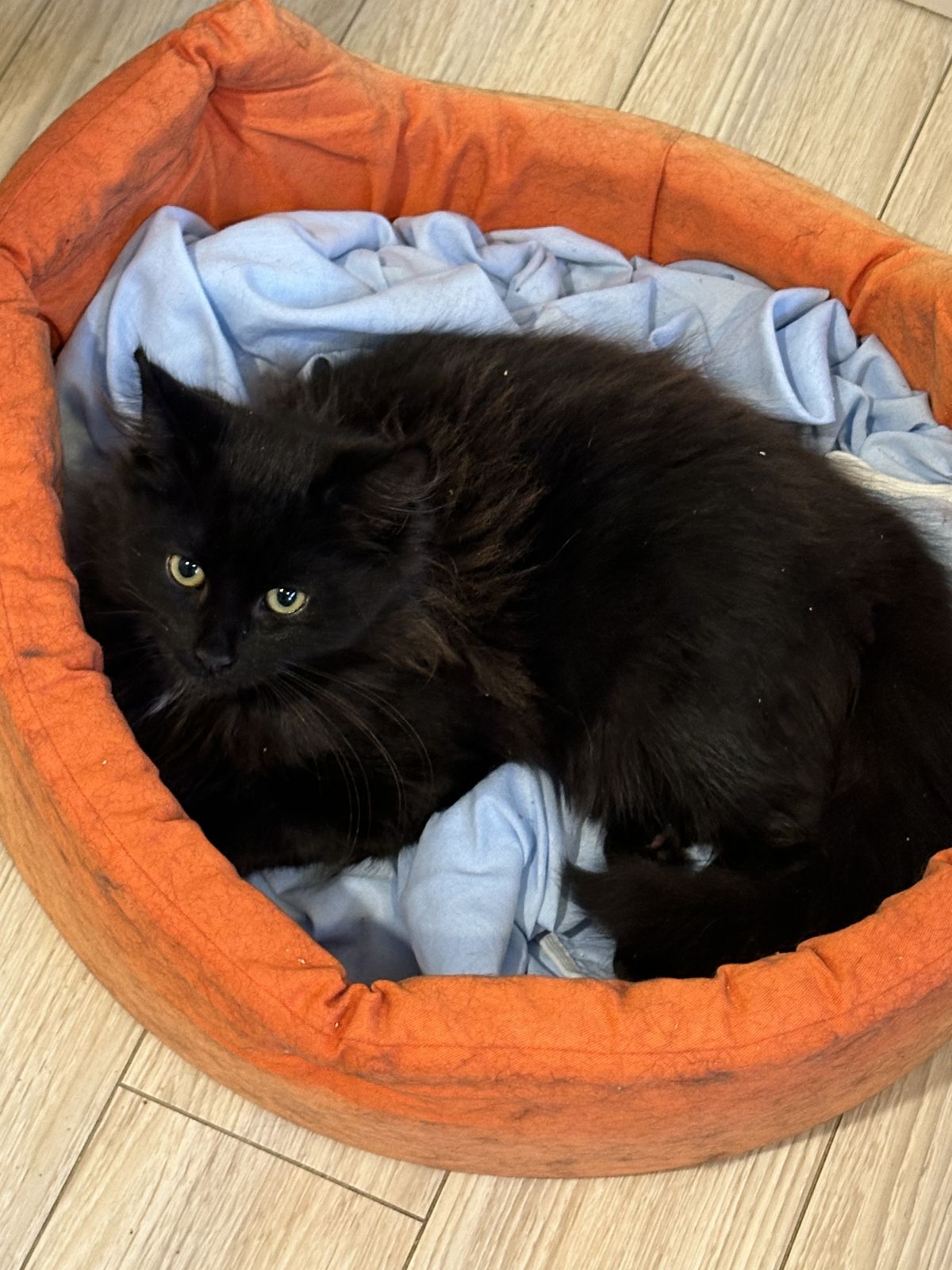 Gallery image: Lord Gaston Von Fluffington Ill