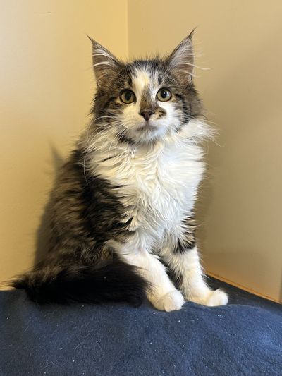 Lady Gelato Von Fluffington