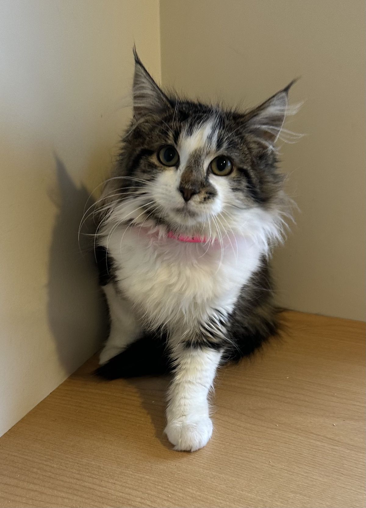 Gallery image: Lady Gelato Von Fluffington