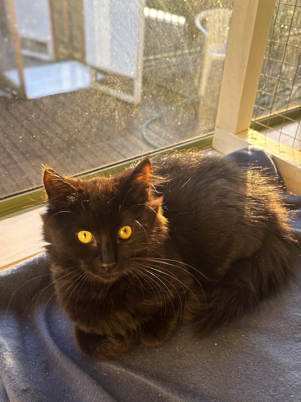 Gallery image: Lady Gothic Von Fluffington