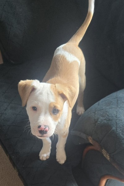 Oakley - Medium Cross Breed