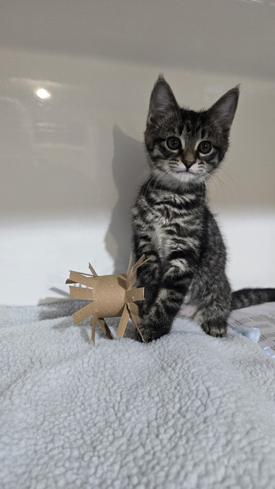 Maria - Domestic Short Hair