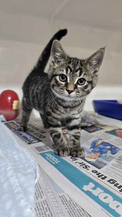 Max - Domestic Short Hair