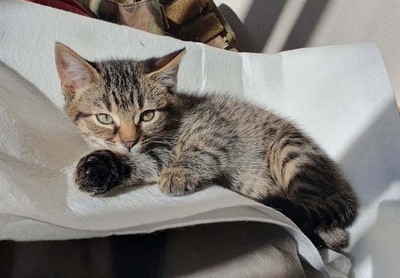 Luna - Domestic Short Hair