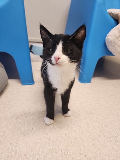 Simon - Domestic Short Hair