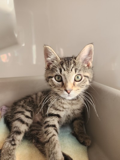 Monkey - Domestic Short Hair