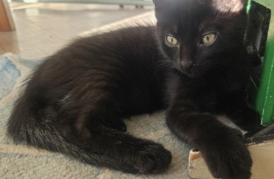 Snorlax - Domestic Short Hair
