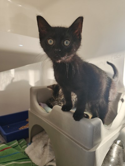 Bug - Domestic Short Hair