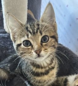 Zoe
